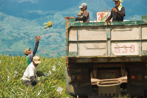 Dole_Pineapple_Harvesting