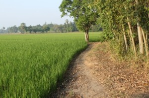 rice millers