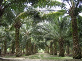 Oil palm trees Malaysia
