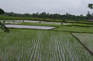 Paddy_field,_Vietnam