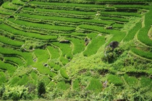 Rice_fields