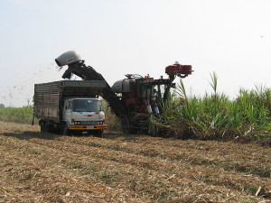SugarCaneMechanizedHarvest