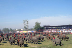 Surin_Elephant_Show